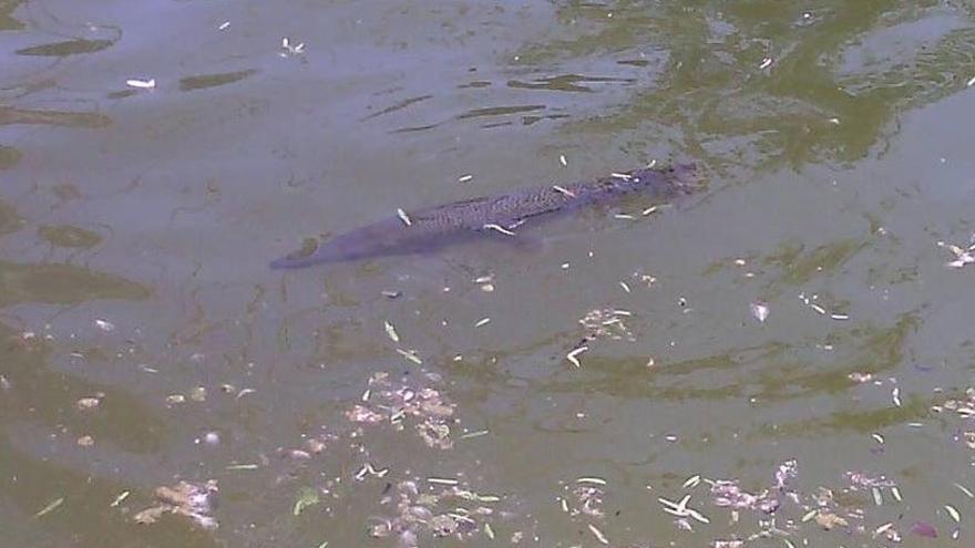 El pez cocodrilo en el lago artificial de Marbella.