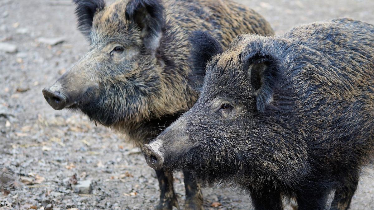 Los jabalíes se han convertido en una verdadera plaga