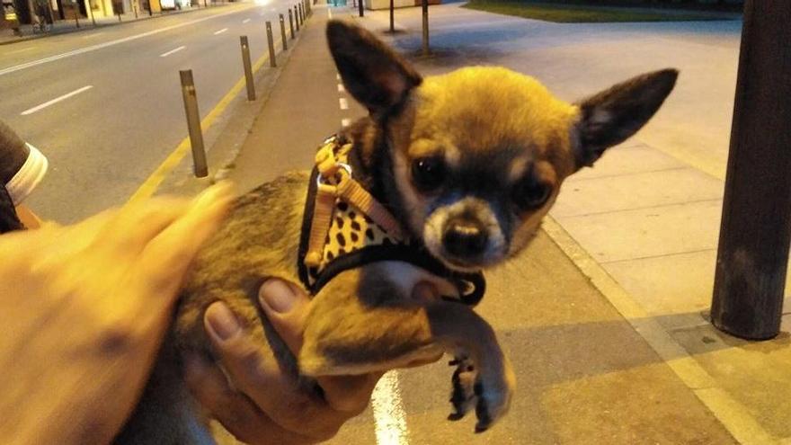 La conmovedora historia de la perrita gijonesa que volvió con sus dueños gracias a Facebook