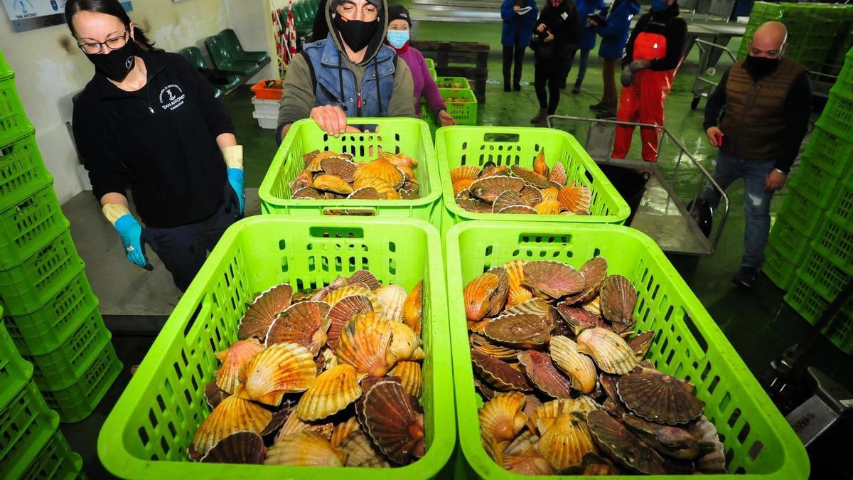 El marisco corre peligro en Galicia por el cambio climático