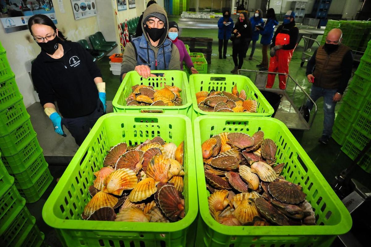 El marisco corre peligro en Galicia por el cambio climático