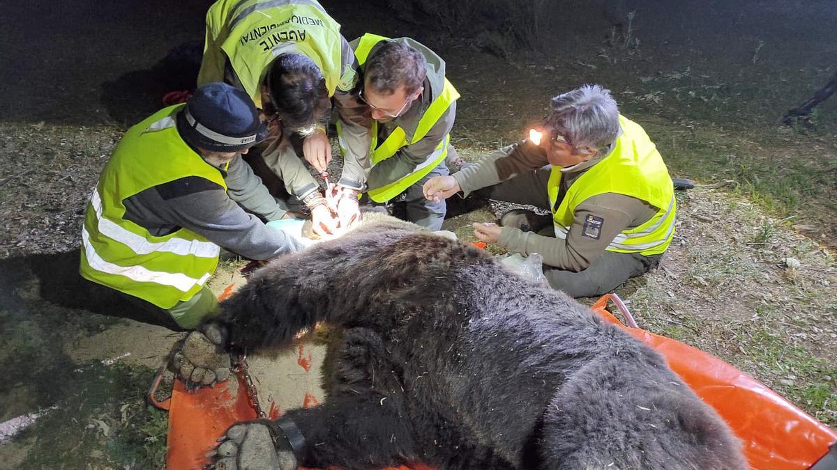 Captura de un oso pardo en el parque natural de la Montaña Palentina dentro del Plan de Radiomarcaje de la Junta.