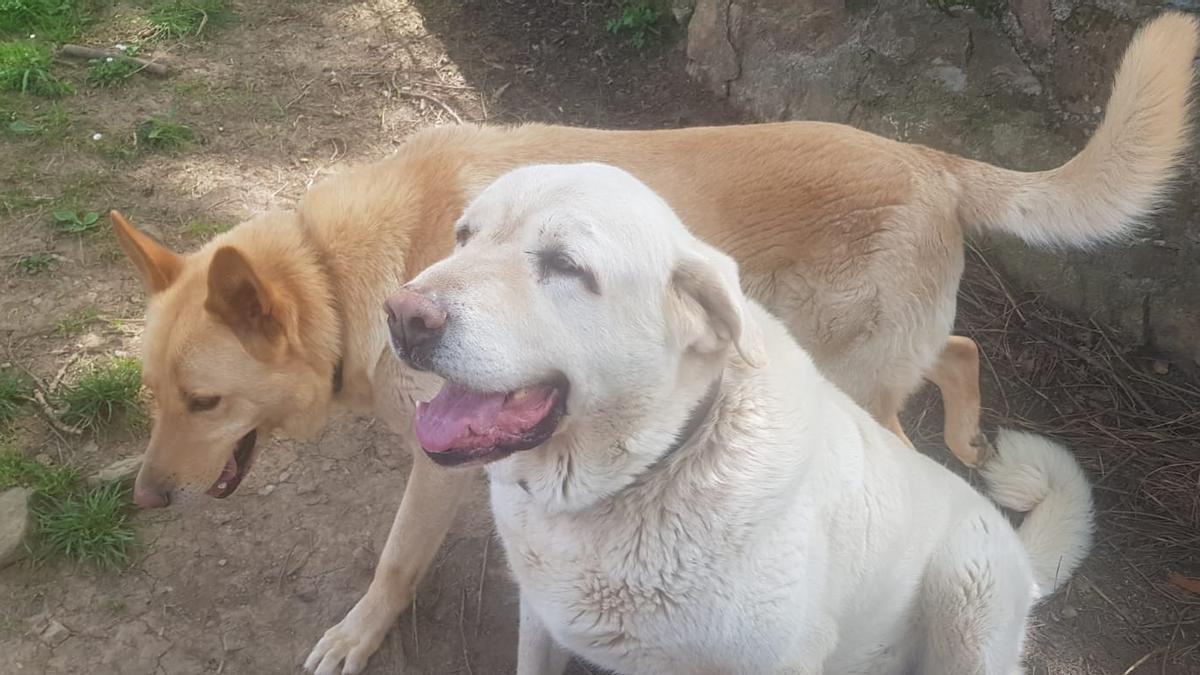 Dos perros nuna finca asturiana.