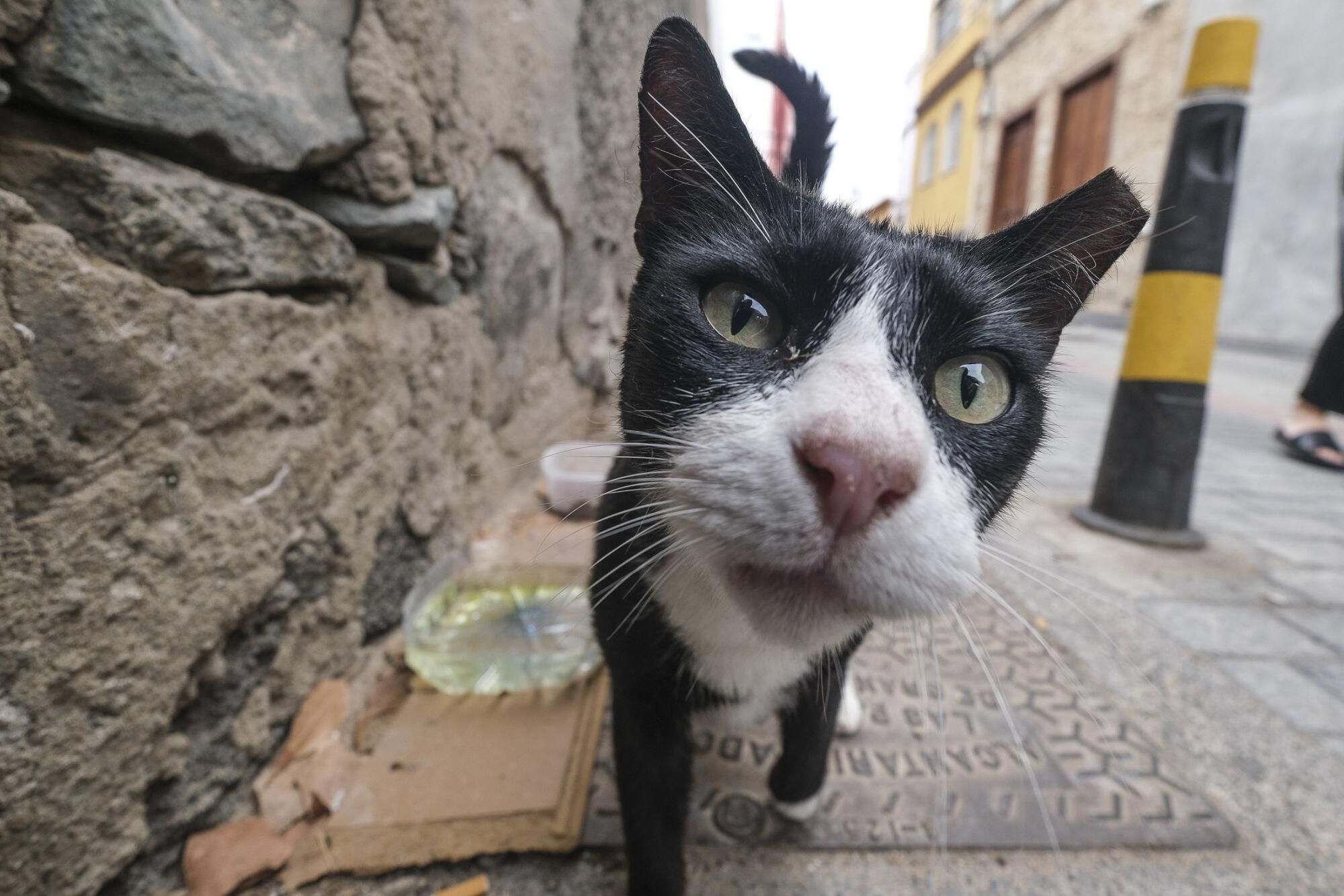 Suelta de gatos castrados en El Risco de San Nicolás
