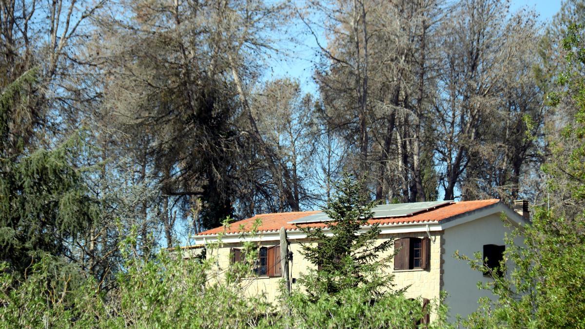 Un habitatge de Sant Salvador de Guardiola rodejat de pins afectats per la Diplodia
