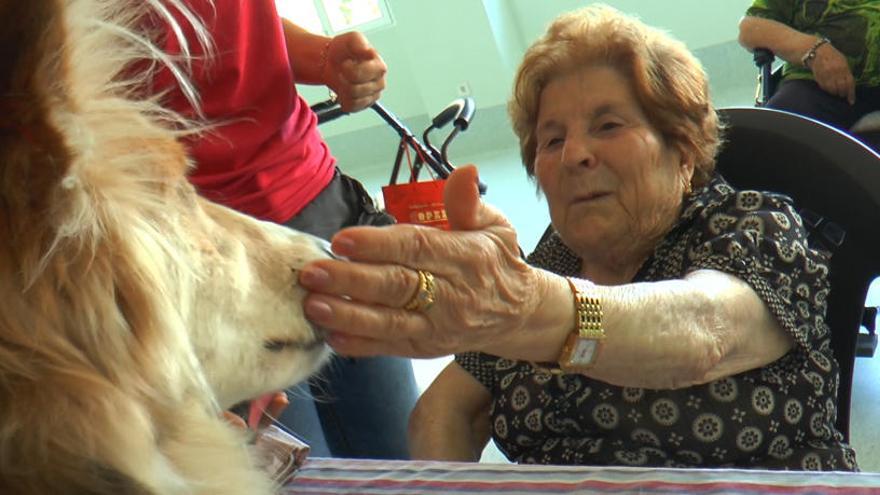 Terapia canina para los mayores de La Molineta