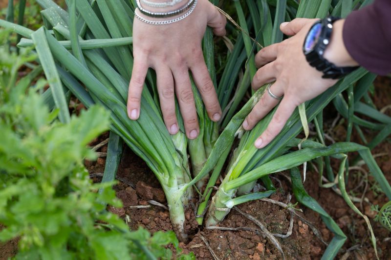 Galería: Temporada de calçots en Ibiza