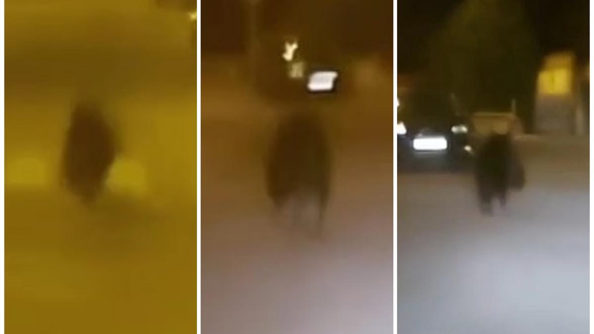 VÍDEO | Un oso corre por las calles de Ponferrada