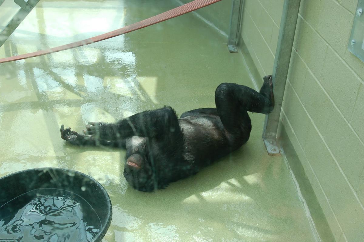 Kanzi se desliza por el suelo mientras juega con agua.