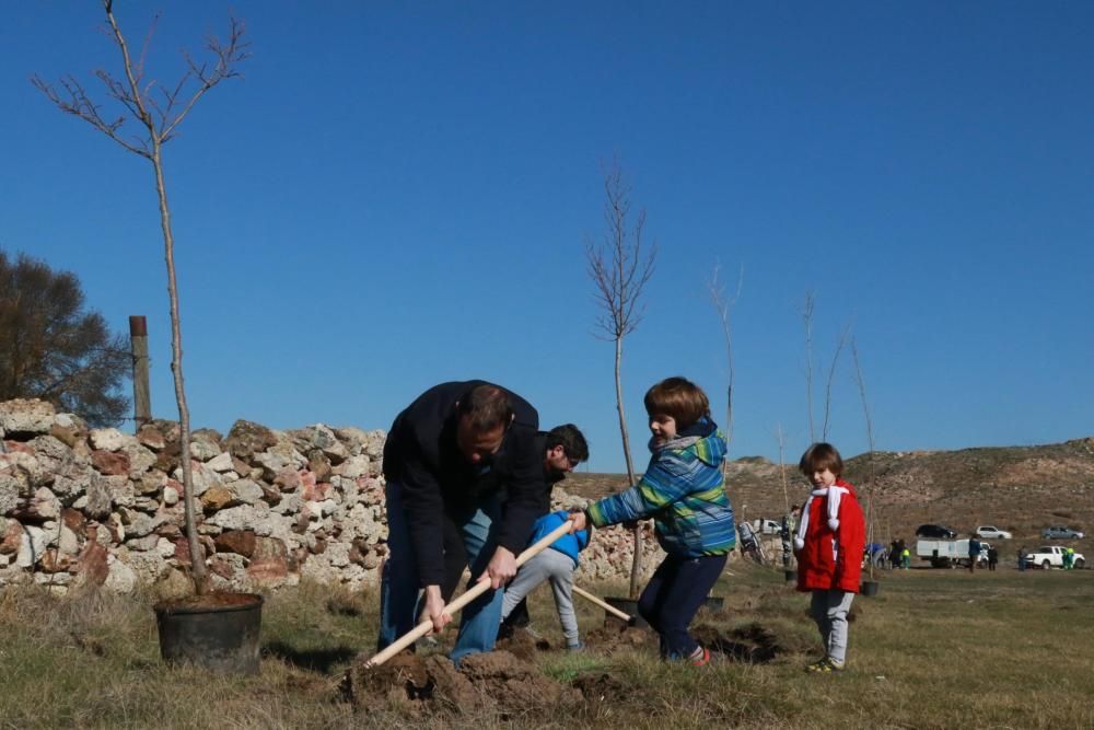 Plantación de árboles en Valderrey