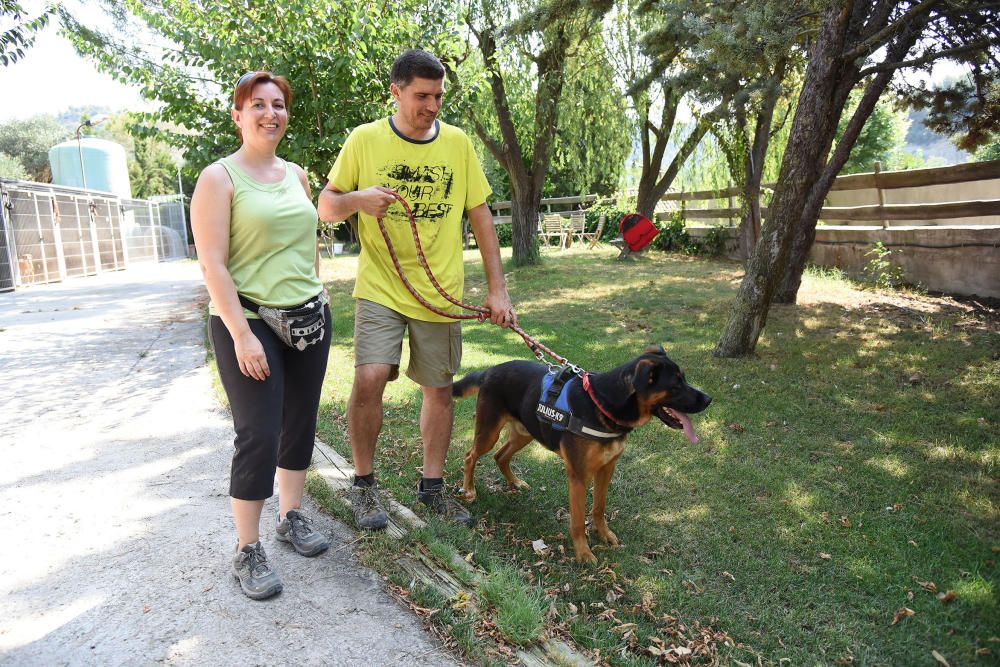 El nombre de gossos adoptats a Manresa cau el 38% i augmenten els gats trobats al carrer