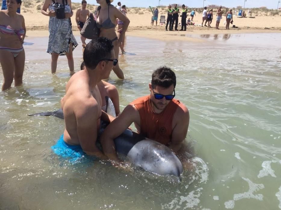 Rescate de una cria de calderón (delfín) varada en la playa de La Mata de Torrevieja. Voluntarios y el biólogo municipal estuvieron turnándose durante cinco horas hasta la llegada de los técnicos de l
