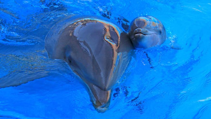 El delfín mular nacido en Mundomar junto a su madre