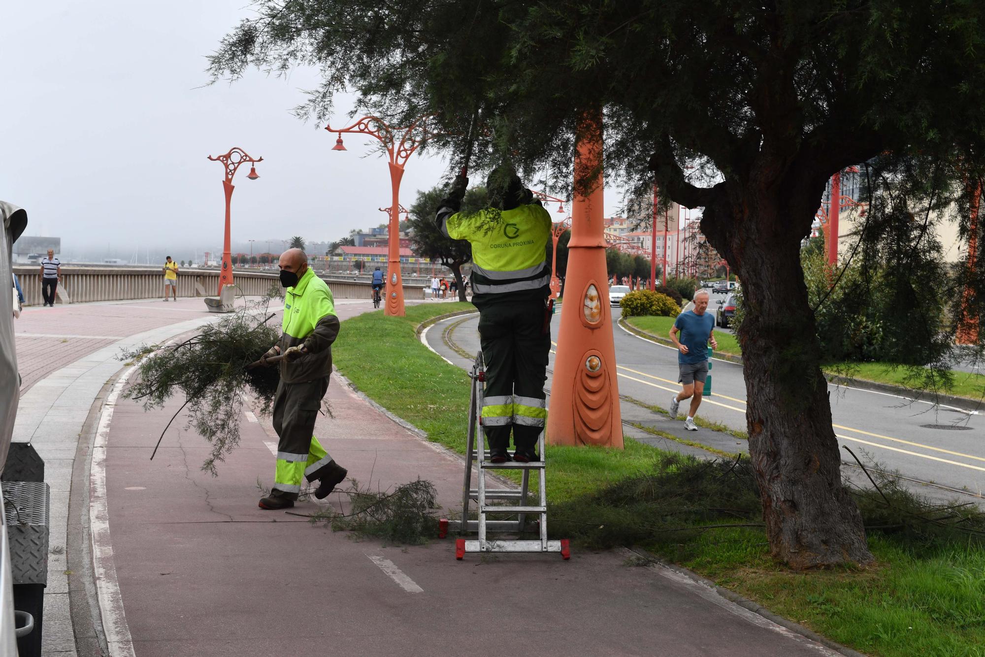 El Concello corta las ramas que invaden algunos tramos del carril bici de A Coruña