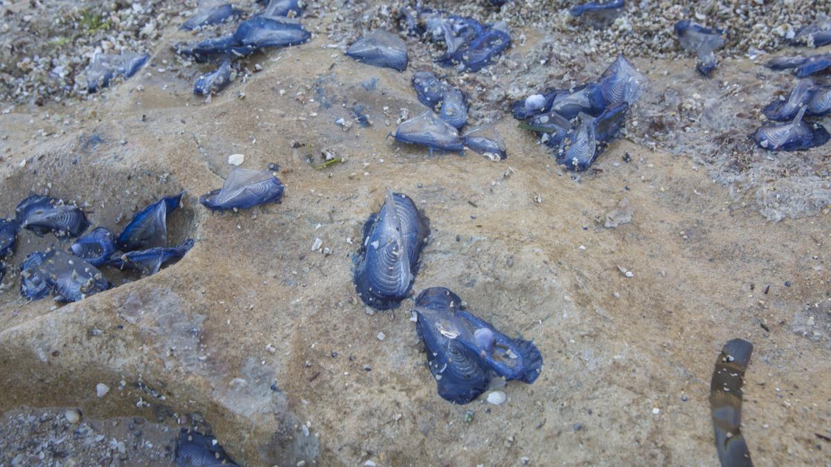 "Lágrimas del mar": así son las medusas velero que han llegado a Alicante