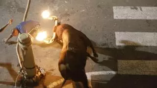 Las peñas taurinas reclaman que À Punt retransmita festejos de 'bous al carrer'