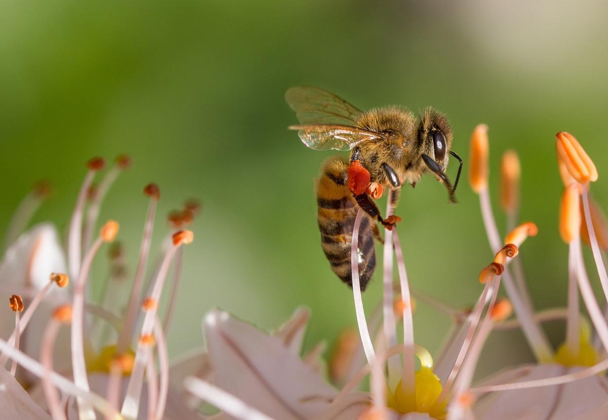 Un ejemplar de abeja.