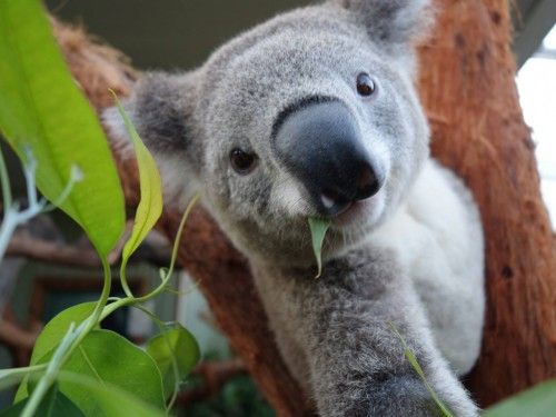 Los responsables de zoo de Sydney han desarrollado una curiosa iniciativa, permitiendo que uno de sus koalas se tome una autofoto con una cámara que se activa con sensaciones térmicas.
