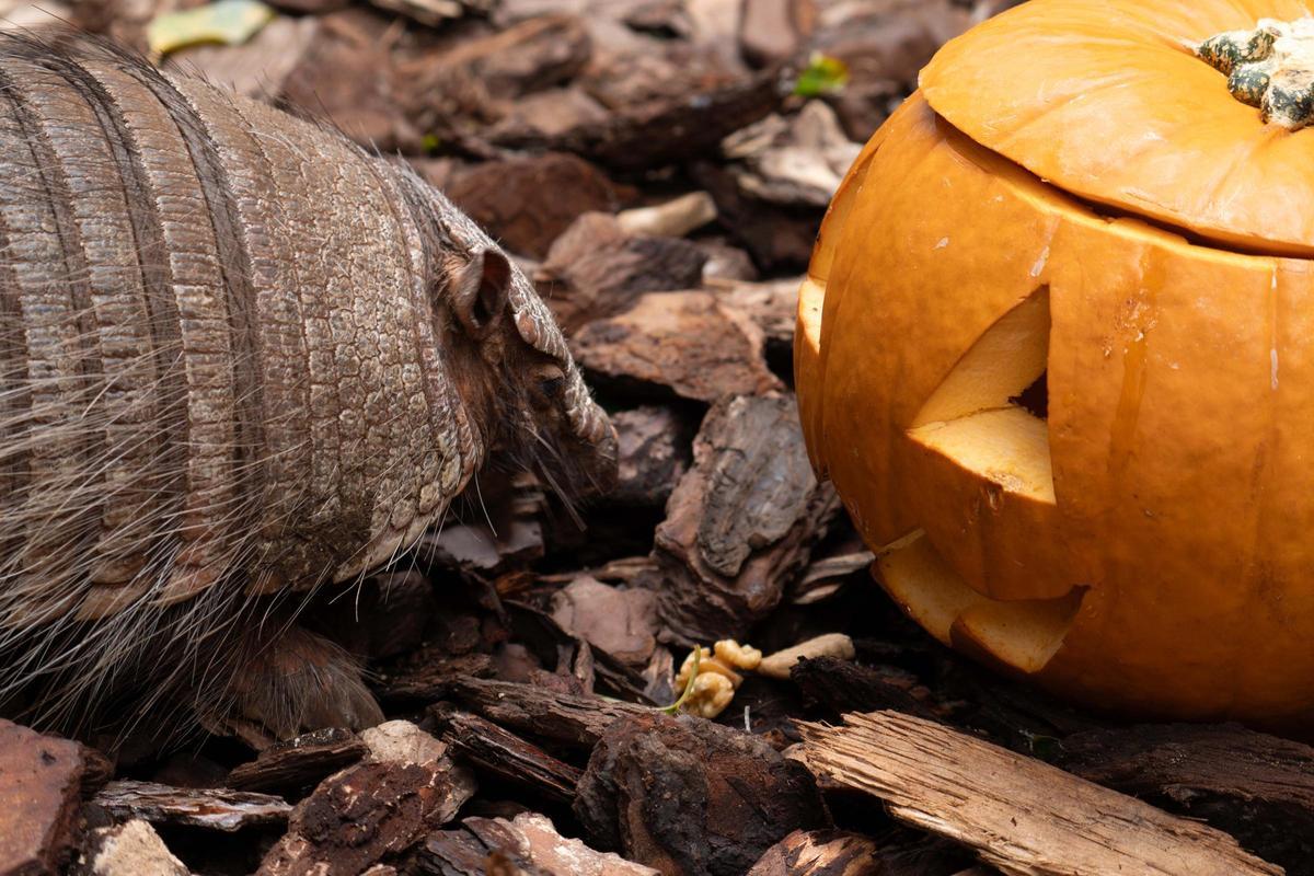 Halloween de Bioparc Fuengirola, en una imagen promocional.