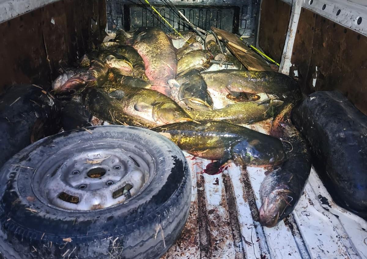 Imagen de los siluros pescados en la furgoneta