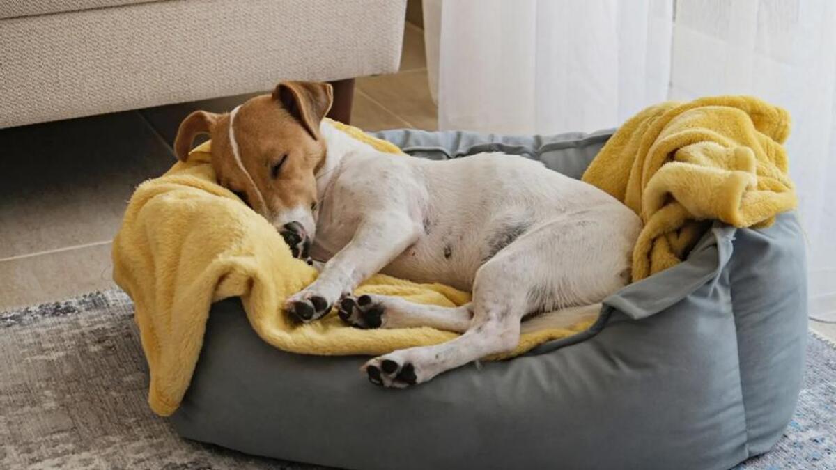 Una de las razones por las que los perros dan vueltas antes de acostarse es para regular la temperatura corporal.