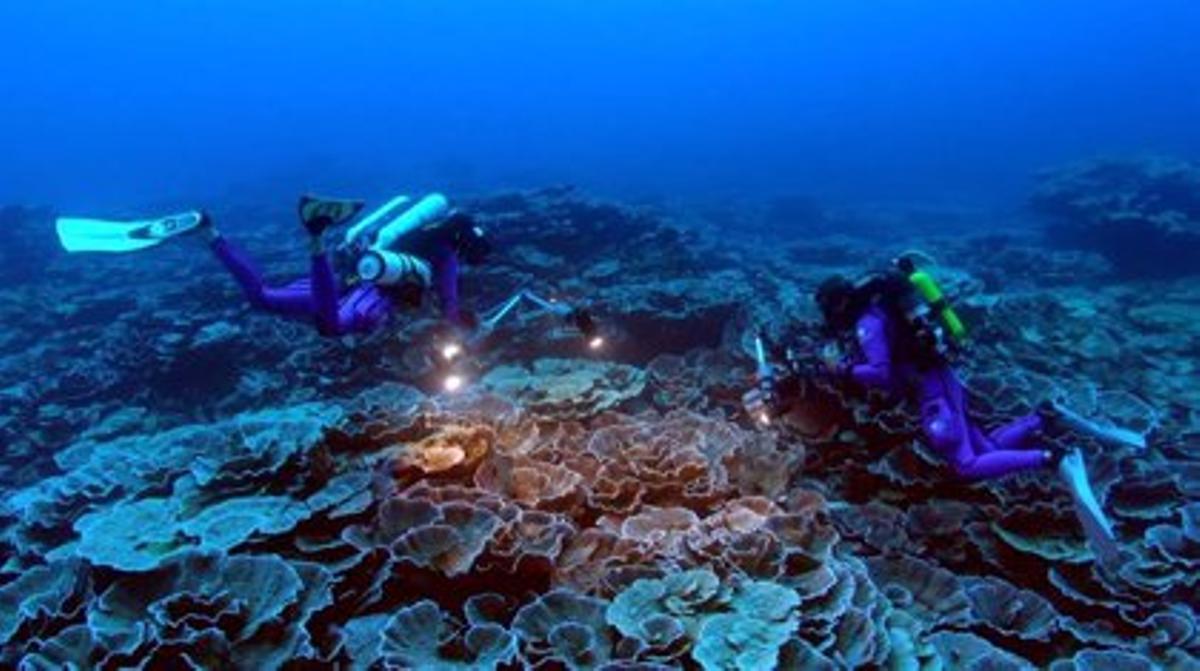 El arrecife se encuentra a una profundidad de entre 30 y 65 metros. Tiene aproximadamente 3 kilómetros de longitud y entre 30 y 60-65 metros de ancho, lo que lo convierte en uno de los arrecifes de coral sanos más extensos de los que se tiene constancia. Los corales gigantes con forma de rosa tienen hasta dos metros de diámetro.