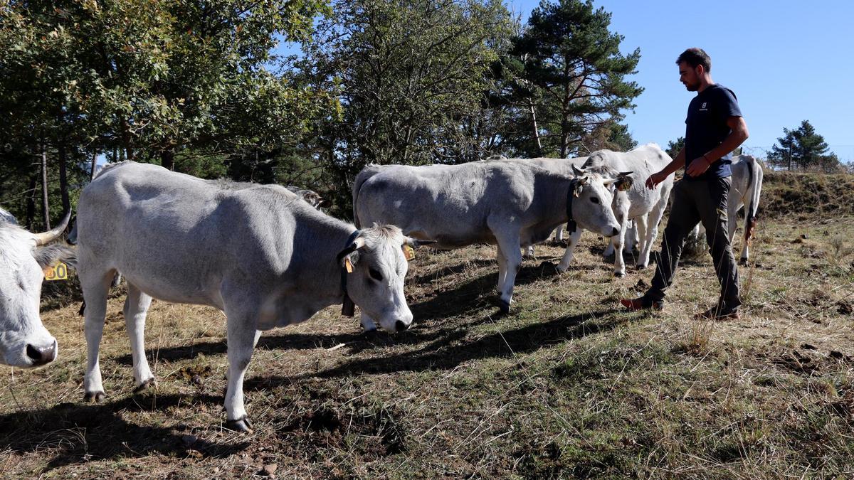 Nil Anselmo amb les vaques que pastura per Sant Jaume de Frontanyà
