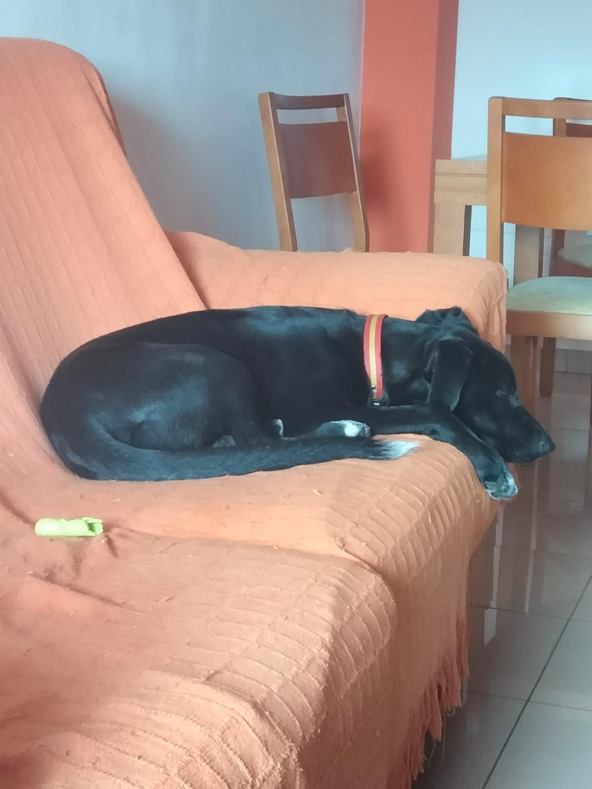 Galería | Así es Boss, el perro perdido en el entorno de Aliseda Galería | Así es Boss, el perro perdido en el entorno de Aliseda