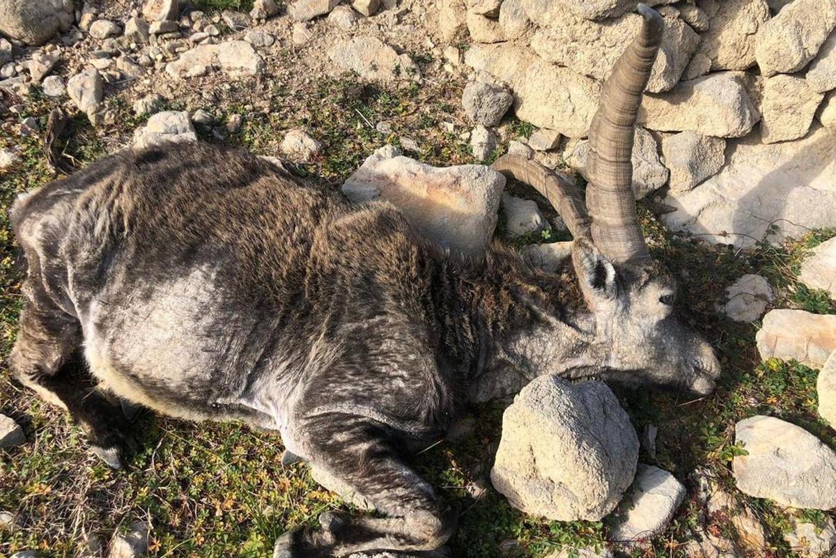 Desde que se puso en marcha el protocolo contra la sarna en 2019, se han abatido o encontrado muertos en Castellón 256 ejemplares de cabra montés sospechosos de padecer la enfermedad.