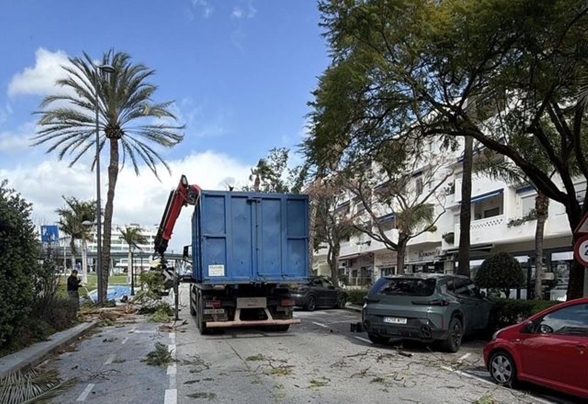 Trabajos de poda en el arbolado de la avenida del Mediterraneo.