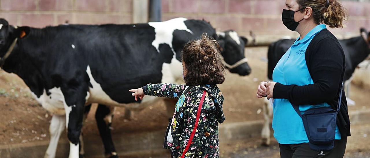 Una niña y su madre observando las vacas de la muestra de ganado de las fiestas de San Miguel, ayer. | |