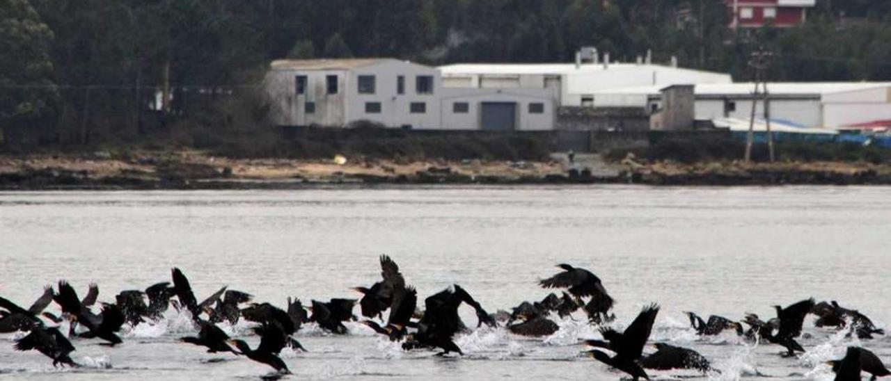 Una bandada de cormoranes en la ría de Arousa. // Iñaki Abella