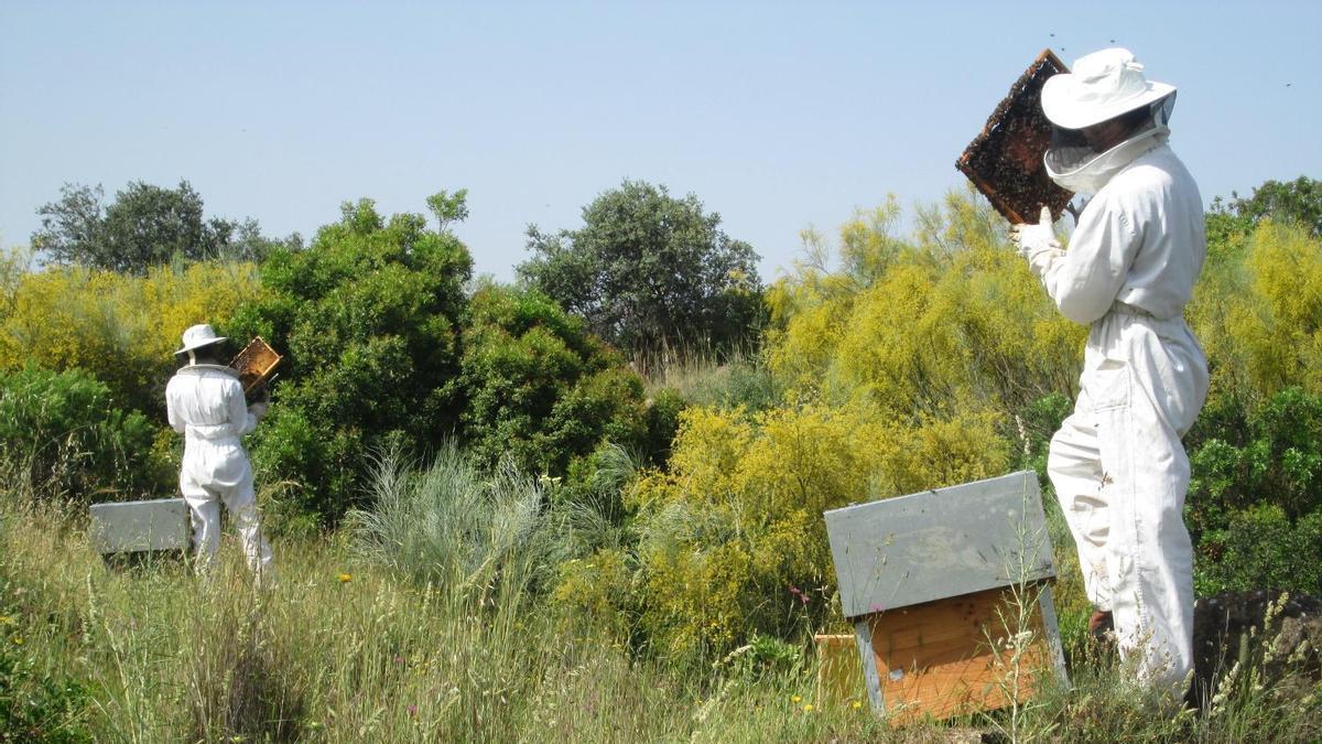 Dos apicultores en una finca cordobesa.