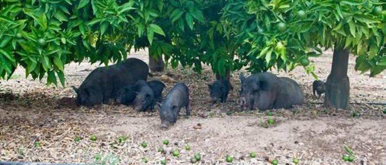 Doce cerdos vietnamitas abandonados ponen en jaque  a agricultores de Sagunt