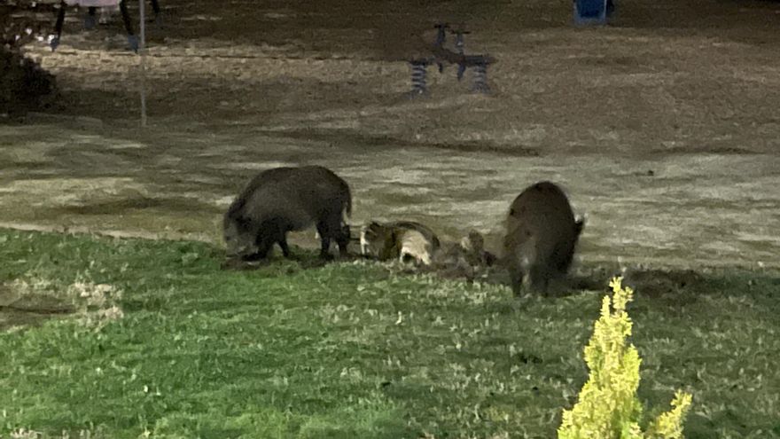 La barriada cacereña de Montesol pide la «eliminación urgente» de los jabalíes