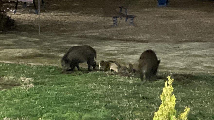 La barriada cacereña de Montesol pide la «eliminación urgente» de los jabalíes