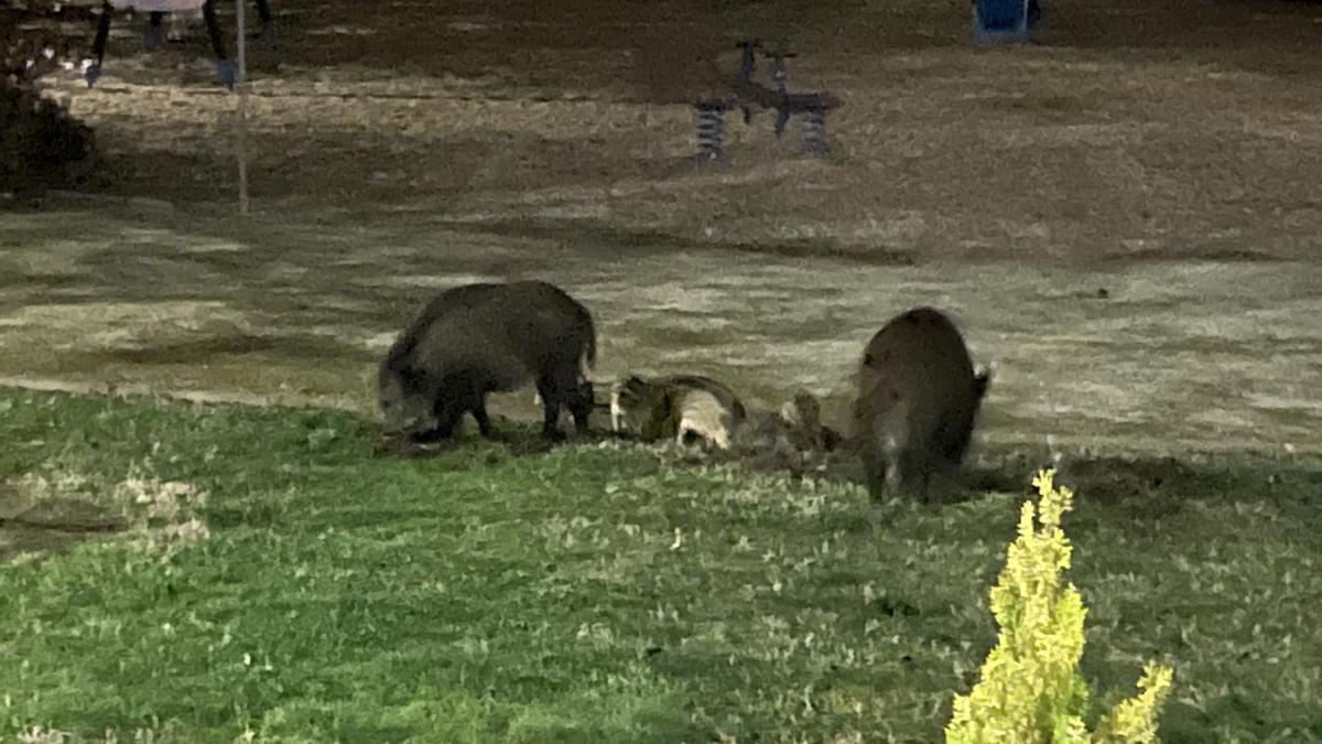 Jabalíes el pasado viernes en un parque de Montesol (Cáceres).