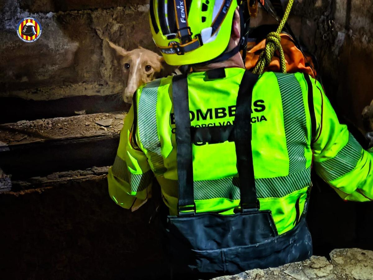 El animal se encontraba a 18 metros de profundidad.