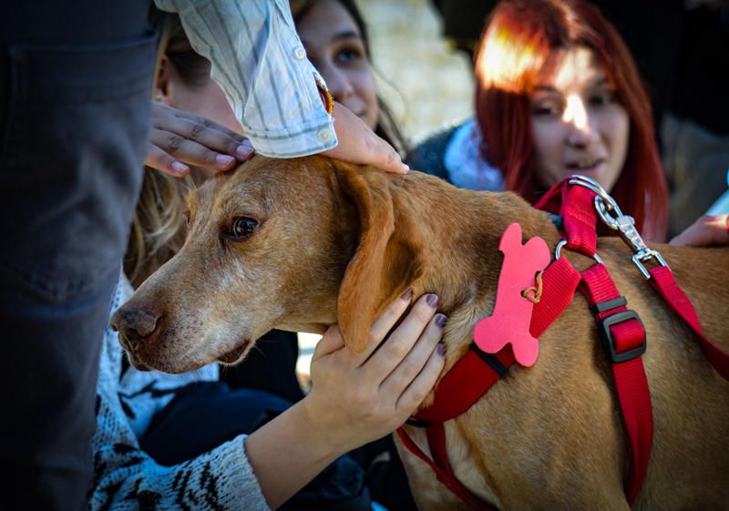 Fundación Bioparc y AUPA celebran el 15º Desfiles de perros abandonados