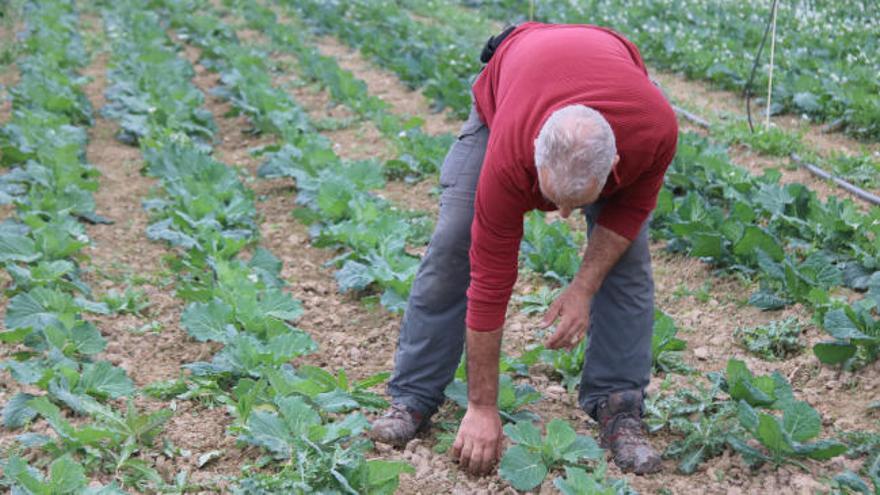 Pagesos gironins s'ajunten per fer arribar productes ecològics a botigues de poble