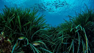 Frente común de la Generalitat con Andalucía, Murcia y Baleares para reforzar la protección de la Posidonia