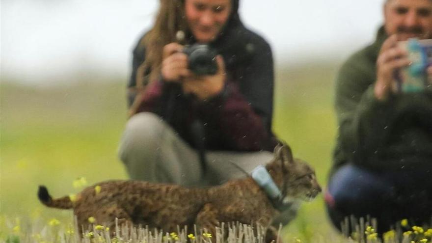 «El lince ha venido para quedarse en Extremadura»