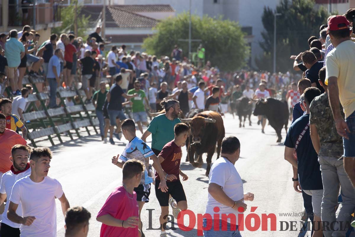 Sexto encierro de la Feria del Arroz de Calasparra