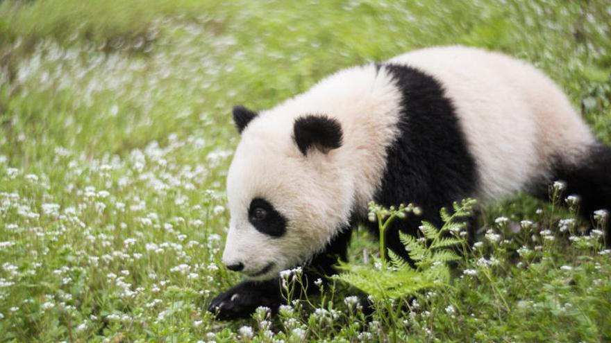 Avistan un oso panda albino en China.