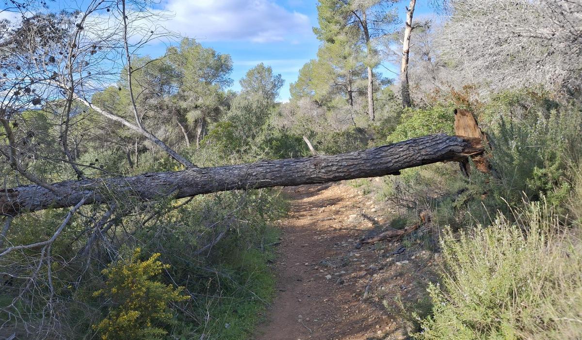 Pi caigut en el bosc del Rebaldí
