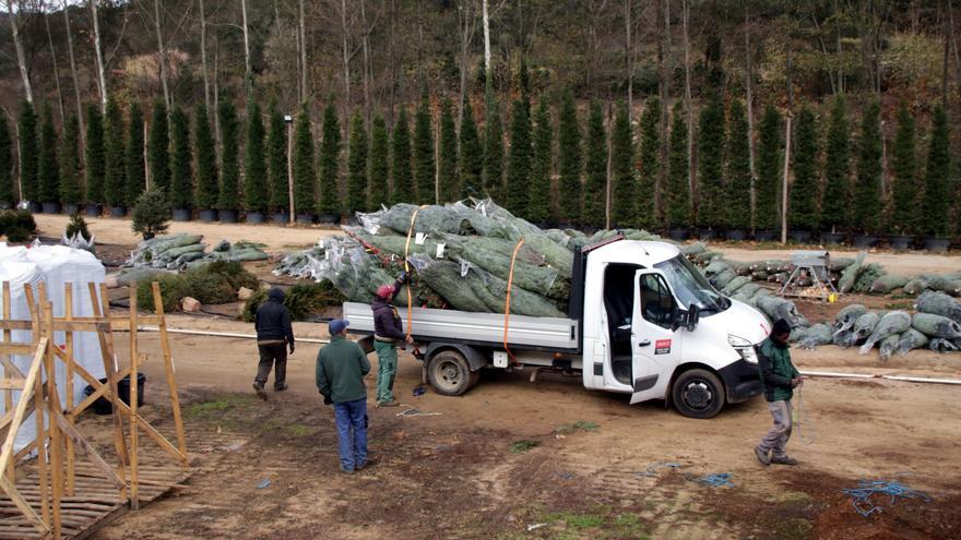 Els productors d'avets del Montseny no podran cobrir tota la demanda per l'efecte de la sequera i l'augment de l'interès