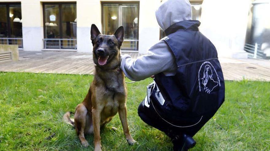 Psicólogos caninos