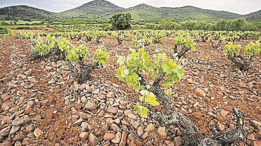 Bodegas Aragonesas, reconocida por su innovación en Enomaq 2017