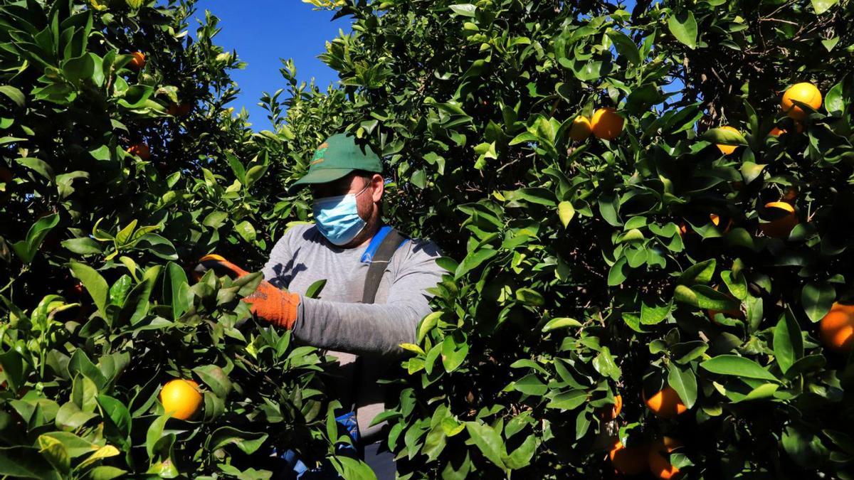 Naranja: Los precios más altos de las fincas agrarias en Córdoba se registran en los cítricos en regadío.