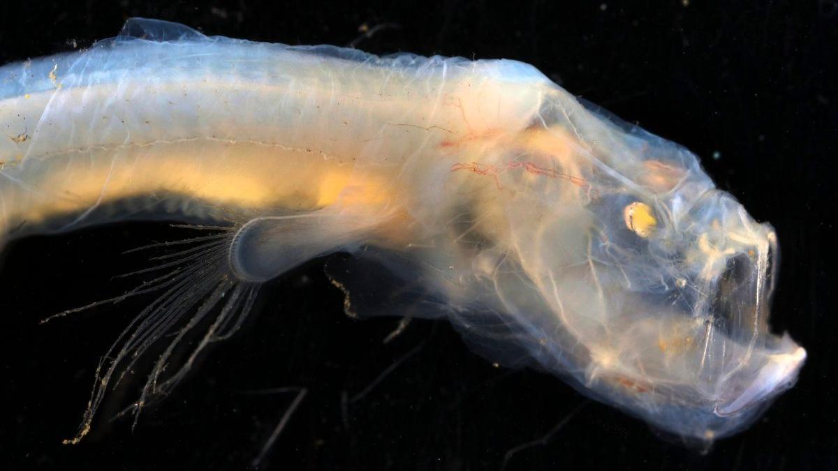 Una nueva especie de anguila de brosmio ciega se encuentra a casi 5 kilómetros de profundidad en el Océano Índico.